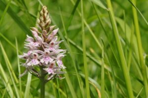 A flowering bee orchid surrounded by long grass