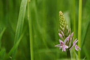 A bee orchid mostly in bud with a few florets just coming into flower